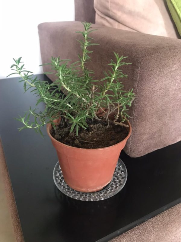 Rosemary Plant